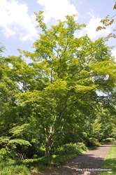 Acer pseudosieboldianum — photo 5